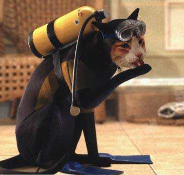 Wet.... kitty