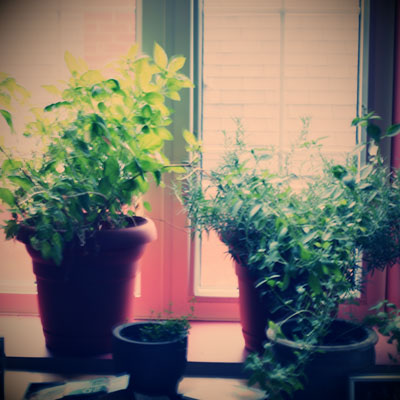 basil flowering fake lomo